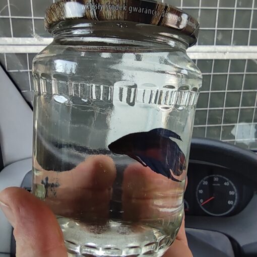 Przeprowadzki Gorzów Wielkopolski, Przeprowadzki Kostrzyn nad Odrą, Przeprowadzki Słubice,