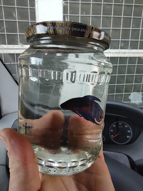 Przeprowadzki Gorzów Wielkopolski, Przeprowadzki Kostrzyn nad Odrą, Przeprowadzki Słubice,